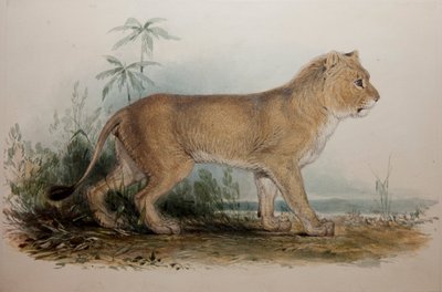 Mähnenloser Löwe von Guzerat, 1835 von Edward Lear